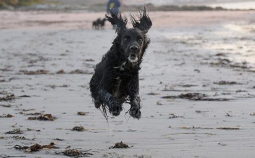 Dog Friendly Holiday Accommodation Isles Of Scilly Dog Friendly Holiday Accommodation Isles Of Scilly