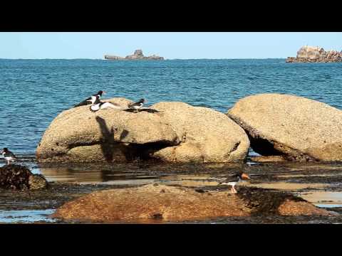 Thumbnail: Wild and free on the Isles of Scilly